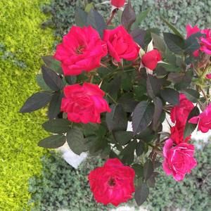 Meet your Posher, Heidi